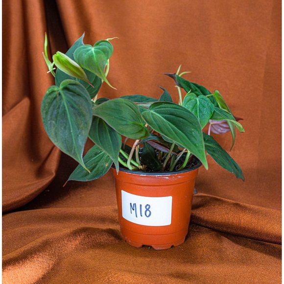 Philodendron Micans 4" US Seller Potted RARE Philo - Picture 1 of 1